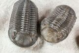 Wide Austerops Trilobite Mortality Plate - Jorf #58934-5